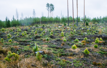 Ruotsissa hirvituhoja arvioidaan vioitettujen puiden määrän mukaan, Suomessa pinta-alojen perusteella. (Kuva: Seppo Samuli)