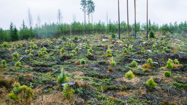 Ruotsissa hirvituhoja arvioidaan vioitettujen puiden määrän mukaan, Suomessa pinta-alojen perusteella. (Kuva: Seppo Samuli)