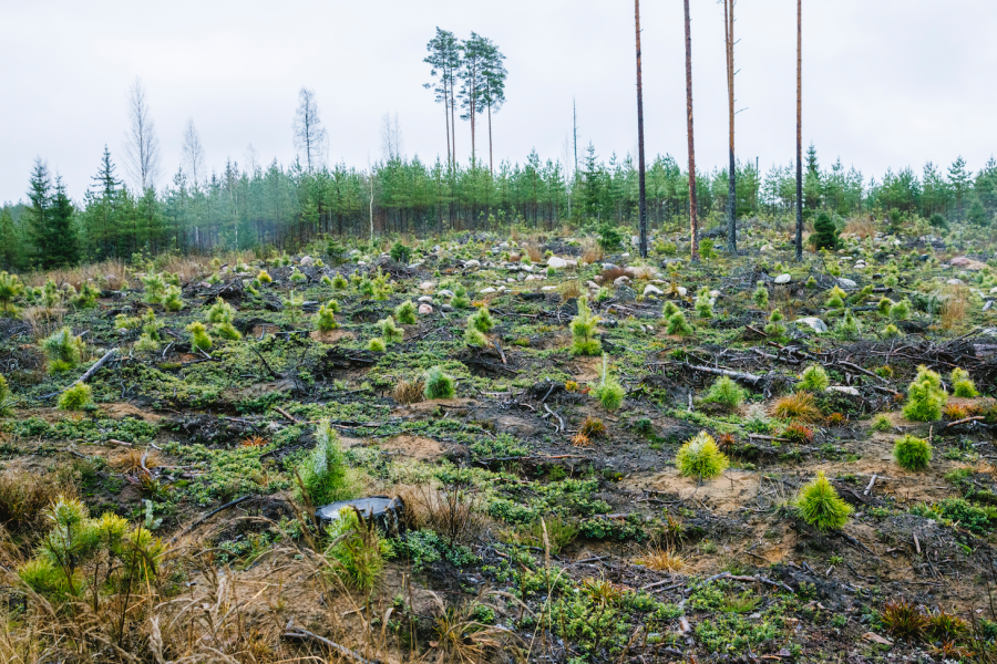 Ruotsissa hirvituhoja arvioidaan vioitettujen puiden määrän mukaan, Suomessa pinta-alojen perusteella. (Kuva: Seppo Samuli)