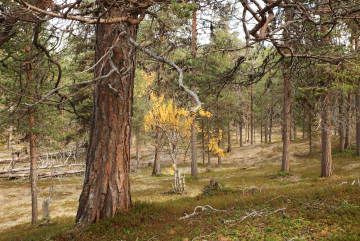 Suojeluun hankittu Ullatievan harjualue sijaitsee Perilä- ja Ullajärven välissä. Puuston on lähinnä 100-200-vuotiasta männikköä, mutta joukossa on runsaasti yli 200-vuotiaita puita. (Kuva: Luonnonperintösäätiö)