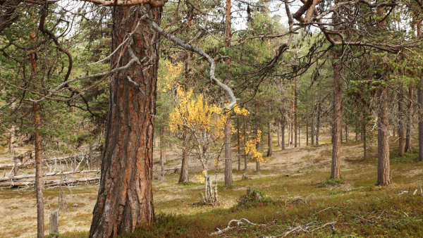 Suojeluun hankittu Ullatievan harjualue sijaitsee Perilä- ja Ullajärven välissä. Puuston on lähinnä 100-200-vuotiasta männikköä, mutta joukossa on runsaasti yli 200-vuotiaita puita. (Kuva: Luonnonperintösäätiö)