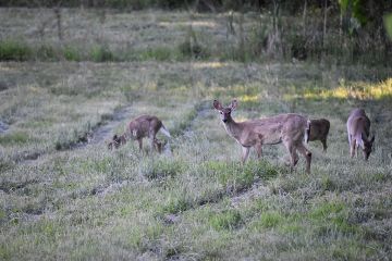 Kauriskannat ovat vahvistumassa, mikä tarkoittaa lisää taimikkotuhoja. (Kuva: Wikimedia Commons)