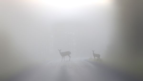 Tiheät kauriskannat tarjoavat runsaasti ravintoa punkkinaaraille. (Kuva: Sami Karppinen)