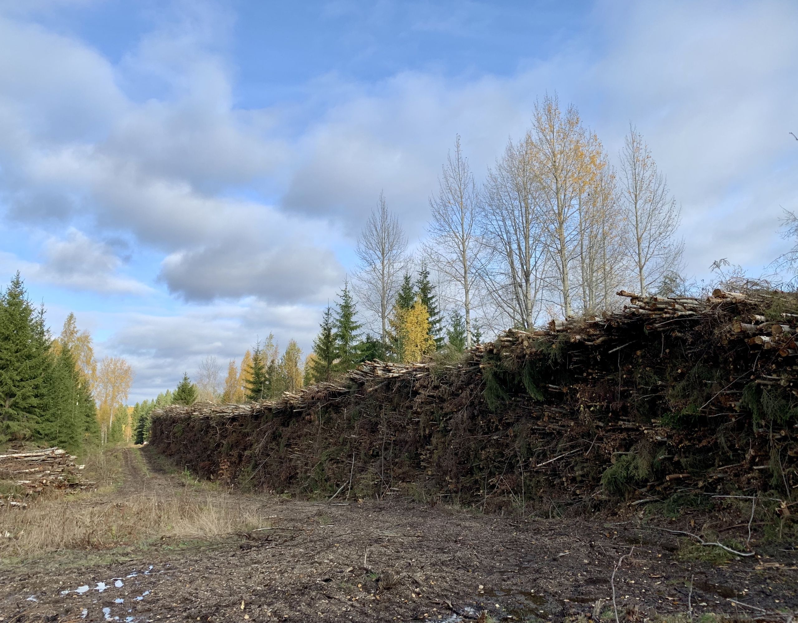 Energiapuun hyvä kysyntä näkyy edelleen kuitupuun hinnoissa, mutta huippuhinnoista on tultu alaspäin. (Kuvaaja: Tiia Puukila)