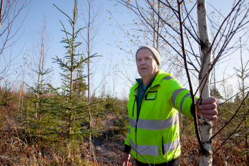 Erkki Savolaisen mielestä metsä pitää hoitaa niin monipuulajisena, että vielä toisessa harvennuksessa voidaan valita, millainen metsä päätehakkuuseen lopulta kasvatetaan. (Kuva: Mikko Riikilä)