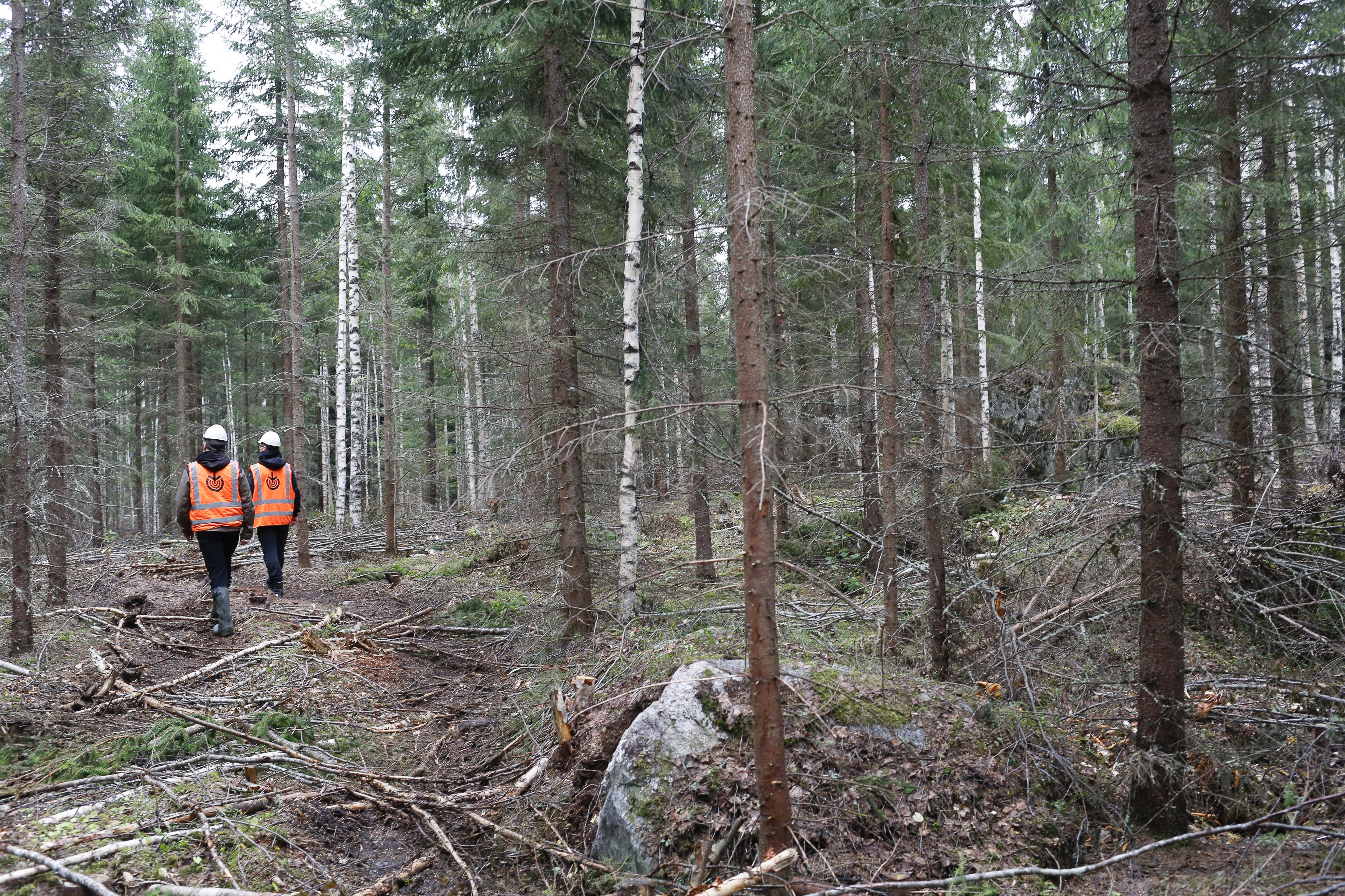 Alkaneena vuonna metsänhoitoyhdistysten määrä pienenee ainakin neljällä.  (Kuvaaja: Sami Karppinen)