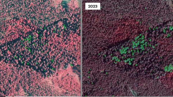 Kuolleiden puiden määrä on lisääntynyt Koko Forestin analyysikuvien perusteella merkittävästi vuodesta 2020 vuoteen 2023 Etelä-Karjalassa. Kuolleet puut näkyvät vihertävinä, elävät havupuut tumman punaisina ja lehtipuut kirkkaan punaisina. (Kuva: Koko Forest)
