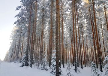 Moni metsänomistaja noudattaa suosituksia pidempiä kiertoaikoja jo nyt, tiedostaen tai tietämättään. Tämä hyvin hoidettu keskisuomalainen tuoreen kankaan männikkö on jo ylittänyt suositusten mukaisen uudistamisläpimitan, joka on Väli-Suomen alueella 26-30 senttiä. (Kuvaaja: Sami Karppinen)