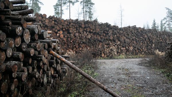 Ei polteta tulevaisuutta -ympäristökampanja kuvasi energiapuuterminaaleja eri puolilla Suomea.