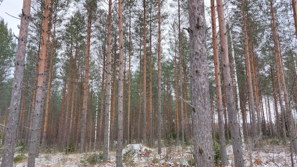 Myydyn tilan puusto on lähes kauttaaltaan 3-kehitysluokan männikköä, jonka paras arvokasvu on vielä edessä. (Kuva: Metsätilat.fi)