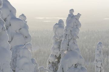 Itä- ja Pohjois-Suomessa metsätilojen kysyntä on vähentynyt selvästi, kun taas etelässä ja lännessä kysyntää riittää lähes entiseen tapaan. Kuva: Sami Karppinen. 
