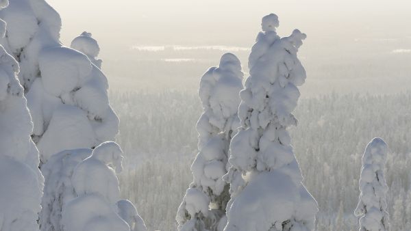 Itä- ja Pohjois-Suomessa metsätilojen kysyntä on vähentynyt selvästi, kun taas etelässä ja lännessä kysyntää riittää lähes entiseen tapaan. Kuva: Sami Karppinen. 