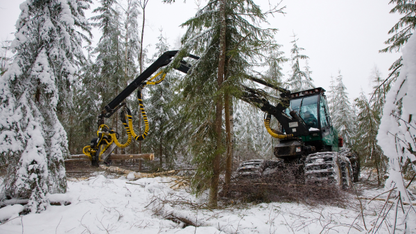 Talvileimikot käyvät nyt kaupaksi, metsänhoitoyhdistyksistä kerrotaan. (Kuva: Mikko Riikilä)