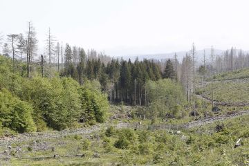 Kuivat ja kuumat kesät ovat olleet osaltaan johtamassa Keski-Euroopan laajoihin metsätuhoihin. Kuva Saksasta. (Kuvaaja: Sami Karppinen)