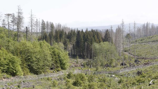 Kuivat ja kuumat kesät ovat olleet osaltaan johtamassa Keski-Euroopan laajoihin metsätuhoihin. Kuva Saksasta. (Kuvaaja: Sami Karppinen)