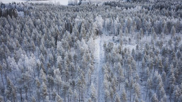 Puuston kasvun näkökulmasta suurimmat kunnostusojitustarpeet ovat Pohjois-Pohjanmaalla ja Etelä-Lapissa, jossa puun tuotosodotukset ovat matalammat kuin etelämpänä. Metsänkasvatuksen investointitarpeet ja niiden kannattavuus kohtaavat siis suometsissä huonosti. (Kuvaaja: Sami Karppinen)