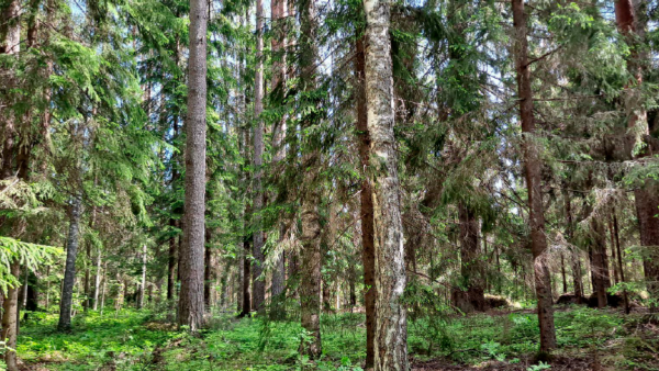 Nordic Business Groupin metsiä hallinnoi Conifer Group, joka Yhdessä Aari Metsän kanssa huomasi Pääskynsaaren metsien suojeluarvot maastoinvestoinnissa. (Kuva: Aari Metsä)