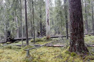 EU:n uusi metsäkatoasetus edellyttää, ettei metsien tilaa heikennetä: ikimetsiä ei saa muuttaa viljelymetsiksi tai plantaaseiksi. Kuva Pyhä-Häkin kansallispuistosta, joka on suojeltu hakkuilta. (Kuvaaja: Sami Karppinen)
