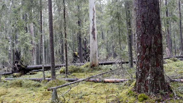 EU:n uusi metsäkatoasetus edellyttää, ettei metsien tilaa heikennetä: ikimetsiä ei saa muuttaa viljelymetsiksi tai plantaaseiksi. Kuva Pyhä-Häkin kansallispuistosta, joka on suojeltu hakkuilta. (Kuvaaja: Sami Karppinen)