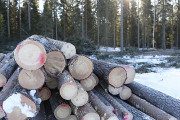 Metsäyhtiöt houkuttelevat metsänomistajia puukaupoille muun muassa bonusten avulla. (Kuvaaja: Sami Karppinen)