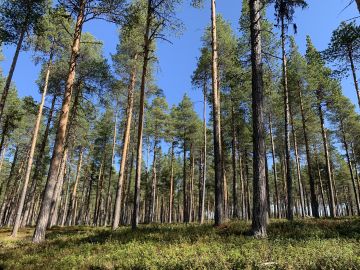 Suomen Metsäsäätiön rahoittamassa hankkeessa kehitettiin menetelmiä poronhoitopainotteisen metsäsuunnitelman laatimiseksi. (Kuva: Tiia Puukila)