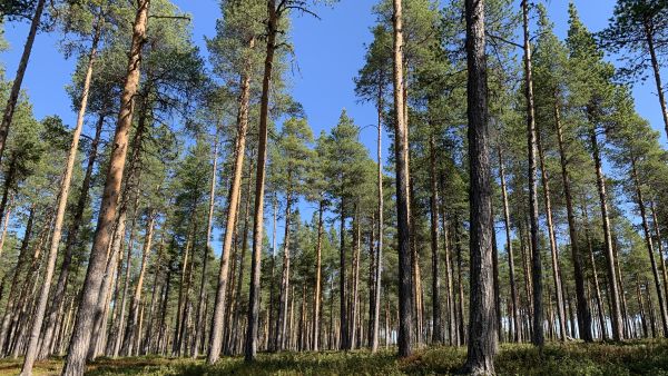 Suomen Metsäsäätiön rahoittamassa hankkeessa kehitettiin menetelmiä poronhoitopainotteisen metsäsuunnitelman laatimiseksi. (Kuva: Tiia Puukila)