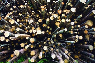 Metsäteollisuudellekin kelpaavan puun polttaminen on tuore ilmiö suomalaisessa energiantuotannossa.  (Kuvaaja: Mikko Riikilä)
