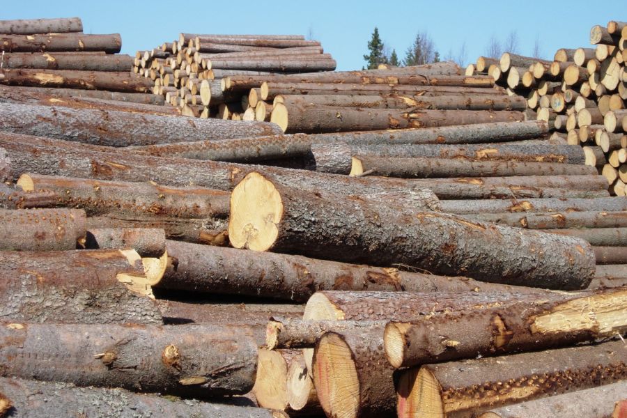 Pelkästään eteläisessä Ruotsissa pula tukkipuusta on muutaman vuoden kuluttua viisi miljoonaa kuutiometriä, Treebula-verkkopalvelun talousjohtaja Per Hedberg arvioi. (Kuva: Mikko Häyrynen)