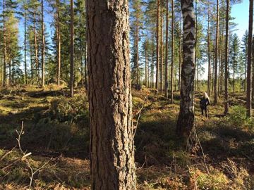 jatkuvan kasvatuksen metsää