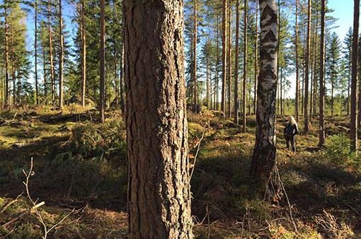 jatkuvan kasvatuksen metsää