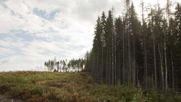 Ruokolahti, Viitalampi, kirjanpainaja tutkimusala