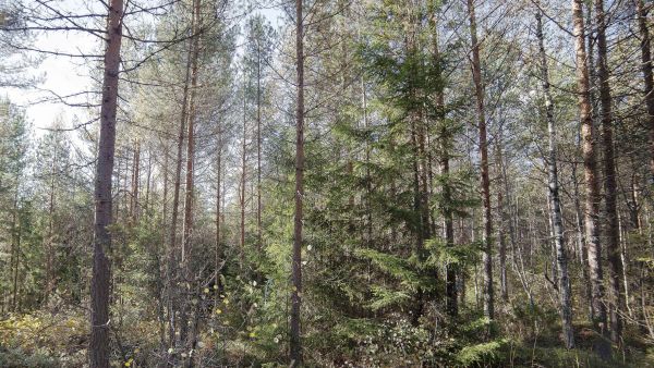 Kuusista riistatiheikkö