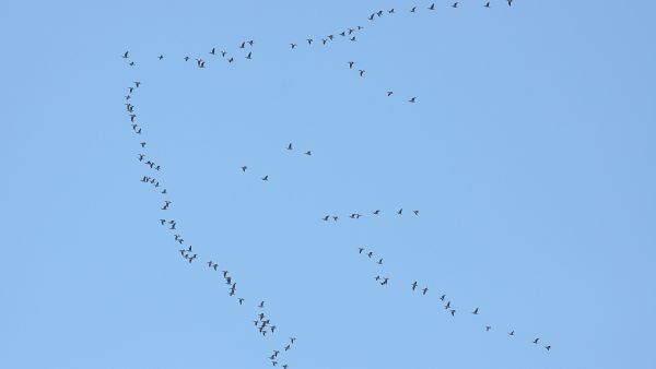 Kuvaaja: BirdLife Suomi