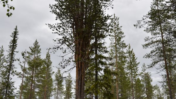 Kuvaaja: Metsähallitus Metsätalous Oy