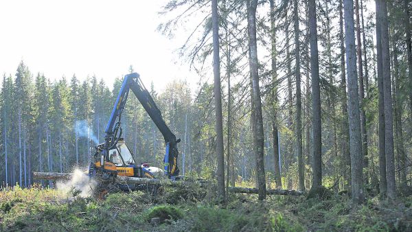 Suonenjoella toimivalle Iisveden Metsn sahalle urakoiva Nokka-Moton yrittj Arvo Nyyssnen hakkasi ptehakkuuleimikkoa Rautalammilla viime viikolla. Kuva: Sami Karppinen (Kuvaaja: Sami Karppinen)
