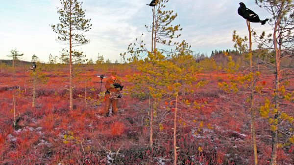 Kolme peräkkäistä huonoa vuotta on ajanut metsäkanalinnut ahtaalle. Niinpä moni metsästi tänä syksynä vain raitista ilmaa tai jätti jahdit jopa tyystin väliin. (Kuvaaja: Jere Malinen)