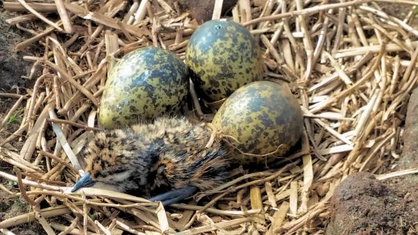 Linnut ajoittavat pesintänsä sen mukaan, milloin poikasille on tarjolla mahdollisimman runsaasti ravintoa. Kuvassa vastakuoriutunut töyhtöhyypän poikanen. (Kuvaaja: Edward Kluen)