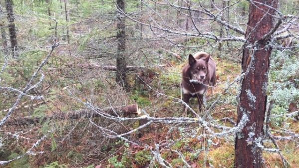 Metsätöissä seuramiehenä Ekku-koiruli