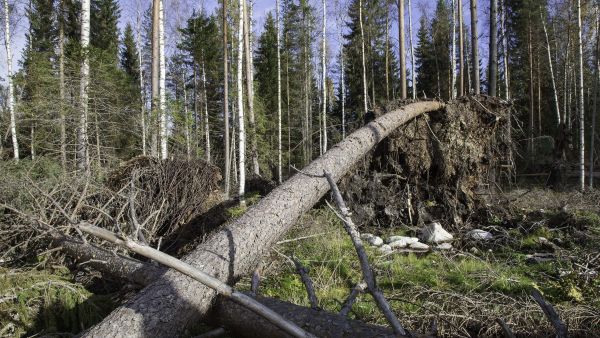 Seija jätti vuonna 2013 jälkeensä tällaisen näkymän.  (Kuvaaja: Mikko Riikilä)