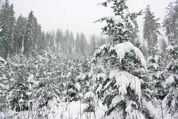 Raivaa taimikot. Metsänhoitotöitä pitäisi tehdä 42 prosenttia nykyistä suuremmalla pinta-alalla. (Kuvaaja: Valtteri Skyttä)