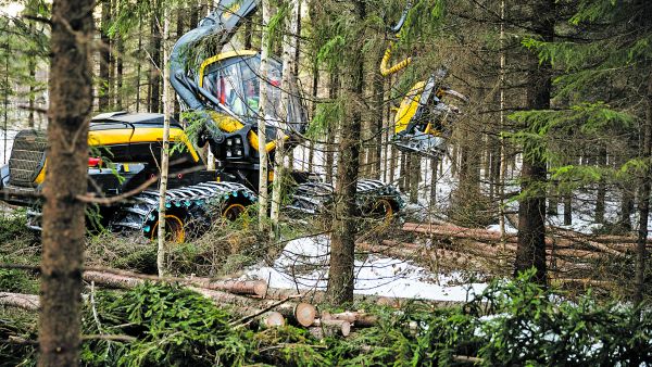 Kuusikon harvennusta Hyvinkäällä