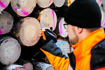 Lannoituksen vaikutus näkyy puun vuosilustoissa
