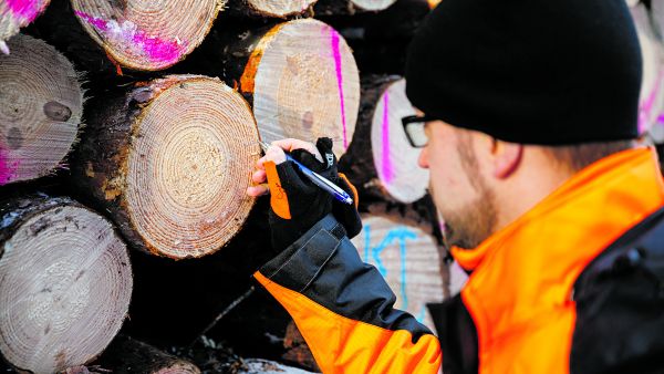 Lannoituksen vaikutus näkyy puun vuosilustoissa