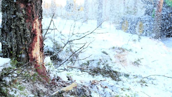 Kolhittu männynrunko
