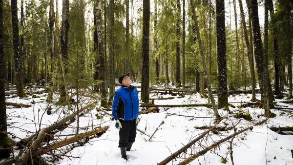 Toivo Jussilan suojelumetsässä paksut ja pitkät haavat seisovat pystyssä, muu pusuto lahoaa ympäriltä.