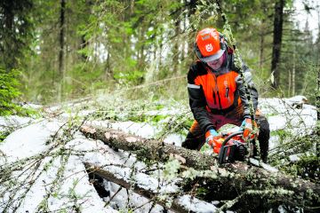 Paino rungolle. Karsimisessa jalat joustavat ja sahan paino on rungolla. (Kuvaaja: Seppo Samuli)