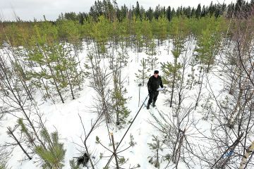 Pihtiputaalla sijaitsevan mäntytaimikon pituus olisi säästyneiden mäntyjen perusteella noin 4 metriä, sanoo tarkastaja Juha Siekkinen. Tuhot jatkuvat etenkin pienemmissä männyissä. Metsä kasvaa vajaapuustoiseksi. (Kuvaaja: Sami Karppinen)
