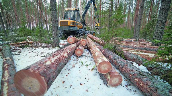 Puunkorjaajat ovat viime kuukauden mättäneet puita ennätystahtiin.