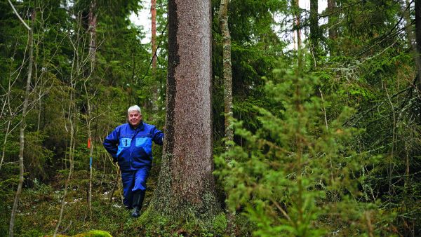 Matti Viialaisen metsästä löytyy monensorttisia kuvioita, myös vanhaa kuusikkoa. (Kuvaaja: Seppo Samuli)