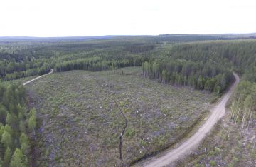 Metsävaratieto sisältää muun muassa tietoja puuston kehitysluokasta, tilavuudesta ja pohjapinta-alasta.(Kuvaaja: Sami Karppinen)